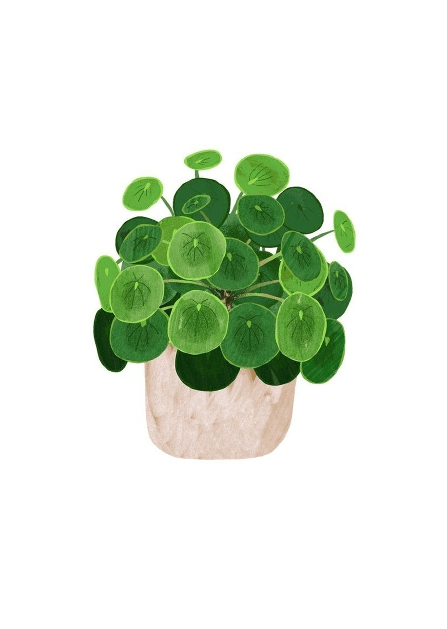 Planta